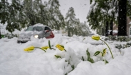 This photograph shows yellow tulips partially covered by snow in the city of Sierre as severe weather hit Swiss Alps, on April 17, 2025. (Photo by Fabrice Coffrini / AFP)