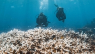 This handout photo taken on March 12, 2025 and released on March 26 by the Minderoo Foundation shows divers inspecting corals impacted by a bleaching event on the Ningaloo Reef off Australia's west coast. Photo by Violeta J Brosig / Minderoo Foundation / AFP