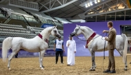 The 13th Qatar National Arabian Horse Show for Individual Owners kicks off today. 