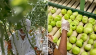 Cherry tomatoes at the NatureSweet production facility in Bonita, Arizona, and round tomatoes at the DiMare Ruskin plant in Apollo Beach, Florida. (Photos by Anna Watts for The Washington Post and Thomas Simonetti for The Washington Post)