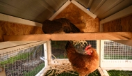 A pair of egg-laying hens get acclimated to their new yard after the chickens and a portable chicken coop were delivered to a house as part of the 