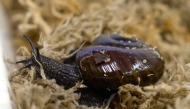 This handout picture taken on September 18, 2024 and released by the New Zealand Department of Conservation on May 8, 2025 shows a Mount Augustus snail laying an egg through its neck in Hokitika, New Zealand. (Photo by Lisa Flanagan / New Zealand Department of Conservation / AFP) 