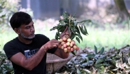 A farmer makes bundles of ripe lychees at a lychee garden in Narayanganj, Bangladesh on May 14, 2025. (Photo by Habibur Rahman/Xinhua)
