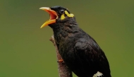5,936 invasive mynah birds were captured in the first four months of 2025, compared to 2,791 birds in the same period in 2024.