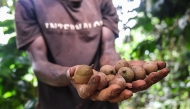 Representational photo. A farmer displays macadamia nuts at an orchard in Murang'a County, Kenya, on April 5, 2025. (Xinhua/Li Yahui)
