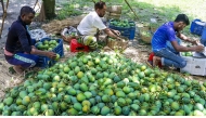 Bangladeshi mangoes make Chinese market debut. Photo credit: The Daily Star