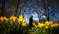 A pedestrian passes newly bloomed daffodils in St James's Park in London on March 6, 2025. (Photo by Henry Nicholls / AFP)