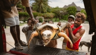 Staff from Local Ocean Conservation and fishermen lifting a mature Loggerhead sea turtle into a car, in Watamu on May 22, 2025. (Photo by Fredrik Lerneryd / AFP)