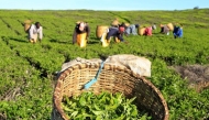 Workers pick tea leaves at a plantation in Nandi Hills, in Kenya's highlands region west of capital Nairobi. File Photo / Reuters

