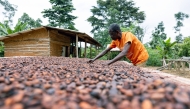 Ghana is the world’s second-biggest cocoa supplier. (Photo by Paul Ninson / Bloomberg)