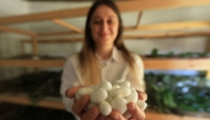Franceska Pjetraj presents silk cocoons by silkworms in the village of Dajc, in the Zadrima region, on May 27, 2025. (Photo by Adnan Beci / AFP)