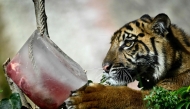 At Bioparco di Roma Zoo in Italy, animals are served frozen meat to cool off. File photo/AFP