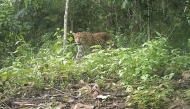 This undated handout photo released by the Bangladesh's Creative Conservation Alliance and obtained on June 26, 2025 shows a leopard at the Chittagong Hill Tracts in Bangladesh. (Photo by Bangladesh's Creative Conservation Alliance / AFP) 
