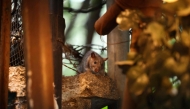 A rat is seen in a Harlem backstreet in the Manhattan borough of New York City on August 1, 2025. (Photo by Charly Triballeau / AFP)

