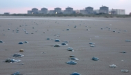 Jellyfish lay on the shore near the Gravelines nuclear power plant in Gravelines, northern France on August 12, 2025. (Photo by Sameer Al-Doumy / AFP)