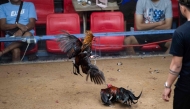 In this photo taken on July 5, 2025, people watch a cockfight in Bulacan province, north of Manila. (Photo by Ted Aljibe / AFP)