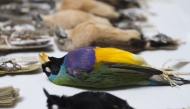 This file photo taken on August 28, 2015 shows bird specimens as part of the Australian National Wildlife Collection in Canberra, capital of Australia. (CSIRO/Handout via Xinhua)
