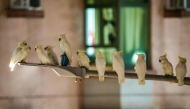 This picture taken on July 30, 2025 shows several yellow-crested cockatoos resting atop a light pole in the Sai Ying Pun neighbourhood in Hong Kong. (Photo by Yan Zhao / AFP)