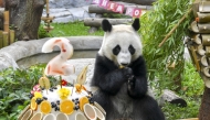 Giant panda Katyusha enjoys the ice birthday cake prepared by the caretakers at Moscow Zoo in Moscow, Russia, August 24, 2025. (Photo by Alexander Zemlianichenko Jr/Xinhua)