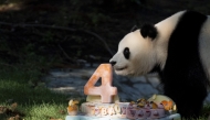 Staff at the Smithsonian’s National Zoo present giant panda Qing Bao with a cake and presents in Washington. All pictures: Carolyn Van Houten/The Washington Post