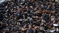 Mussels are collected on a harvesting ship near Cape Kaliakra, in the northern Bulgarian Black Sea Coast on August 18, 2025. Photo by Nikolay DOYCHINOV / AFP