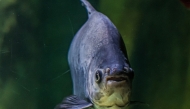Representational image