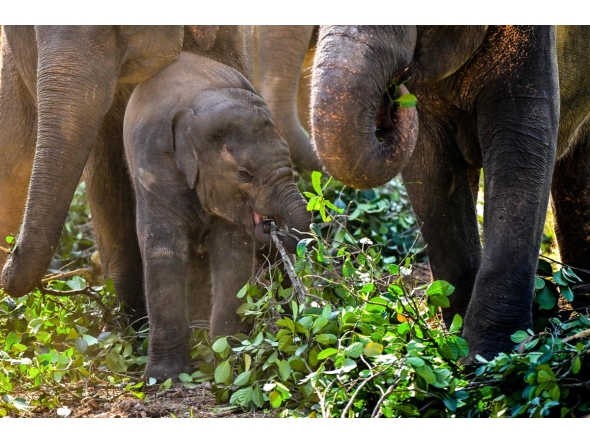 Elephants eat jackfruit leaves at the Pinnawala Elephant Orphanage in Pinnawala on February 16, 2025. Photo by Ishara S. KODIKARA / AFP