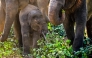 Elephants eat jackfruit leaves at the Pinnawala Elephant Orphanage in Pinnawala on February 16, 2025. Photo by Ishara S. KODIKARA / AFP