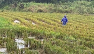 A farmer walks in a flooded rice field amid weather patterns from Super Typhoon Ragasa in Lal-lo town, Cagayan province on September 22, 2025. Photo by John Dimain / AFP