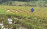A farmer walks in a flooded rice field amid weather patterns from Super Typhoon Ragasa in Lal-lo town, Cagayan province on September 22, 2025. Photo by John Dimain / AFP