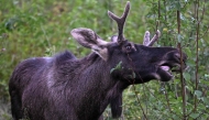 Moose Emil nibbles on a branch as he walks around in Saint Poelten, Austria on September 6, 2025. Photo by HELMUT FOHRINGER / APA / AFP