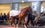 The QREC-sponsored Qatar Prix de l’Arc de Triomphe weekend draws the world’s racing eyes to Paris.