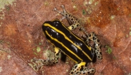 This handout picture released on October 6, 2025, by Peru's Biodiversity Museum shows a new variety of amphibian called Ranitomeya hwata. Photo by Juan Carlos CHAPARRO / Peru's Biodiversity Museum / AFP