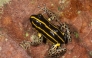 This handout picture released on October 6, 2025, by Peru's Biodiversity Museum shows a new variety of amphibian called Ranitomeya hwata. Photo by Juan Carlos CHAPARRO / Peru's Biodiversity Museum / AFP