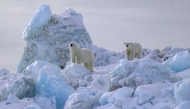 Polar bears are listed as a vulnerable species by the World Wildlife Foundation because of various threats including climate change and the wildlife trade. (Photo by Bonnie Jo Mount/The Washington Post)