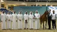 Qatar Arabian Show for local bred begins