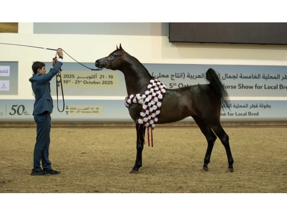Bahi Al Jaham, representing Al Jaham Stud, won the Senior Stallions Championship.