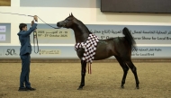 Bahi Al Jaham, representing Al Jaham Stud, won the Senior Stallions Championship.