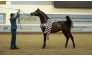 Bahi Al Jaham, representing Al Jaham Stud, won the Senior Stallions Championship.