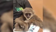 This handout picture taken and released by Customs Mumbai International Airport on October 30, 2025, shows a silvery gibbon as it was seized from a checked baggage of a passenger travelling from Malaysia via Thailand, at Mumbai International Airport. Photo by Handout / Customs Mumbai International Airport / AFP
