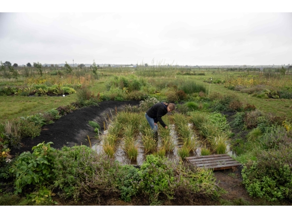 Dr Nadine Mitschunas, an ecologist at the UK Center for Ecology and Hydrology, inspects a crop of various rice species on October 14, 2025. (Photo by Oli Scarff / AFP)
