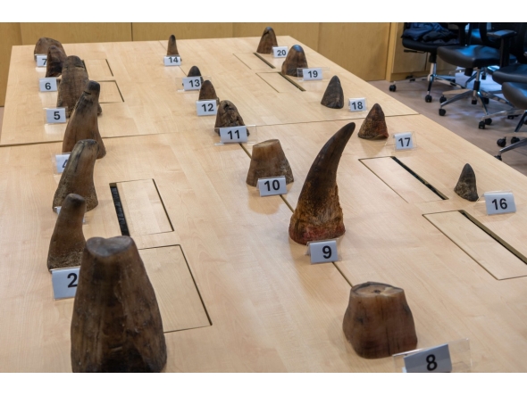 This undated handout photo released on November 18, 2025 by the National Parks Board of Singapore shows rhinoceros horns seized by authorities in Singapore, after the horns and other animal parts were confiscated during inspection of a shipment bound for Laos. Photo by Handout / National Parks Board of Singapore / AFP