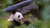 Male Panda Yuan Zi is lying in his internal enclosure before his last public snack at The Beauval Zoo in Saint-Aignan-sur-Cher, central France on November 23, 2025. Photo by Guillaume Souvant / AFP