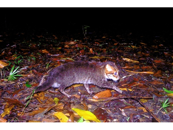 This handout picture taken with a camera trap and released on December 26, 2025, by Thailand's Department of National Parks, Wildlife and Plant Conservation (DNP) and Panthera Thailand shows a recently rediscovered flat-headed cat in southern Thailand's Princess Sirindhorn Wildlife Sanctuary. (Photo by Handout / various sources / AFP) /