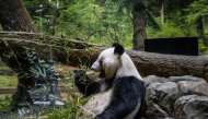 Giant panda Lei Lei eats in its enclosure during the final day for public viewing before its departure for China, at Ueno Zoo in Tokyo on January 25, 2026. (Photo by Philip Fong / AFP)