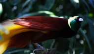 Greater Bird of Paradise by Andrea Lawardi / Wikimedia Commons / CC BY 2.0