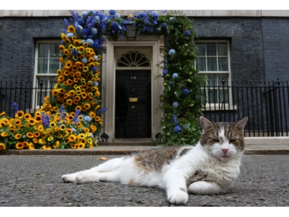 (Files) Larry the cat sits in front of a flower arch of Ukraine's national flower, sunflowers, erected outside Number 10 Downing Street in London on August 24, 2022. (Photo by Susannah Ireland / AFP)