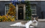 (Files) Larry the cat sits in front of a flower arch of Ukraine's national flower, sunflowers, erected outside Number 10 Downing Street in London on August 24, 2022. (Photo by Susannah Ireland / AFP)