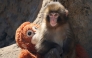 This photo taken on February 19, 2026 shows a seven month-old male macaque monkey named Punch, who was abandoned by his mother shortly after birth, sitting with a stuffed orangutan toy at Ichikawa City Zoo and Botanical Gardens in Chiba Prefecture. (Photo by JIJI PRESS / AFP) / Japan OUT