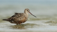 Handout picture released by the Macaulay Library at the Cornell Lab of Ornithology, shows a Hudsonian Godwit on Minimoy Island in the Monomoy National Wildlife Refuge, Massachusetts, US on August 21, 2017. (Photo by Luke Seitz / Cornell Lab of Ornithology / AFP) /